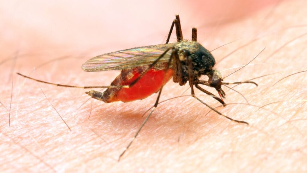 Anopheles-1200x675.jpg