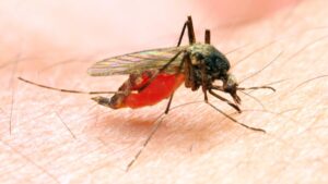 Anopheles-1200x675.jpg