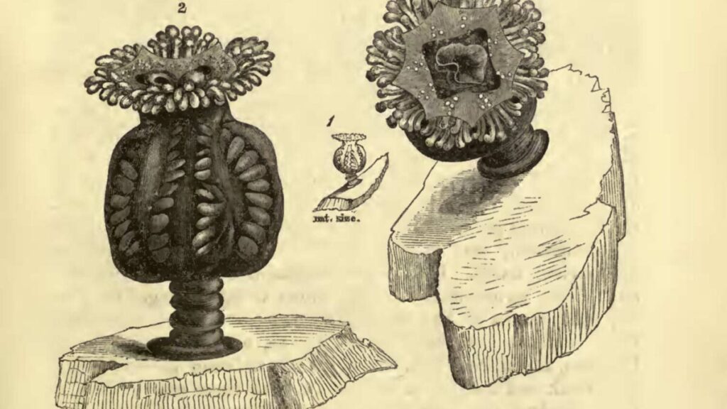Depastrum-extinct-jellyfish-1200x675.jpg