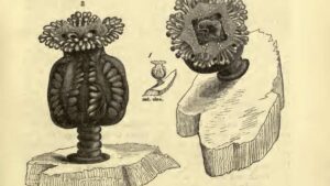 Depastrum-extinct-jellyfish-1200x675.jpg
