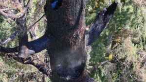 Doerner-Fir-fire-1200x675.jpg
