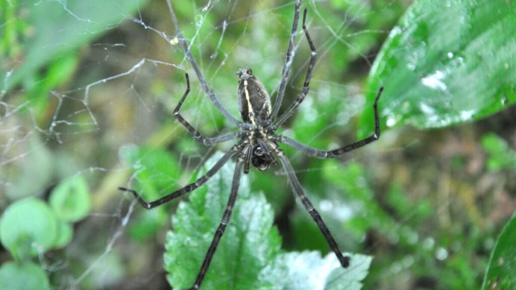Sheet-web-spider-daylight-1200x675.jpg