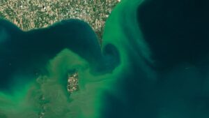 blue-green-algae-bloom-2015-lake-erie.jpg
