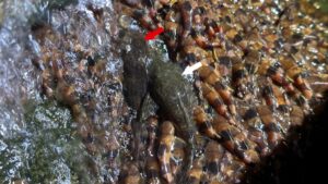 catfish-hiking-waterfall-main-e1755549549951-1200x675.jpg