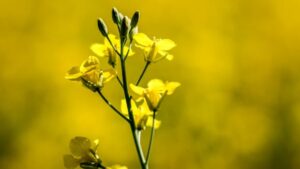 cda-china-canola-20240904.JPG
