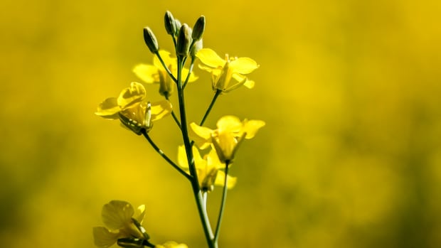 cda-china-canola-20240904.JPG