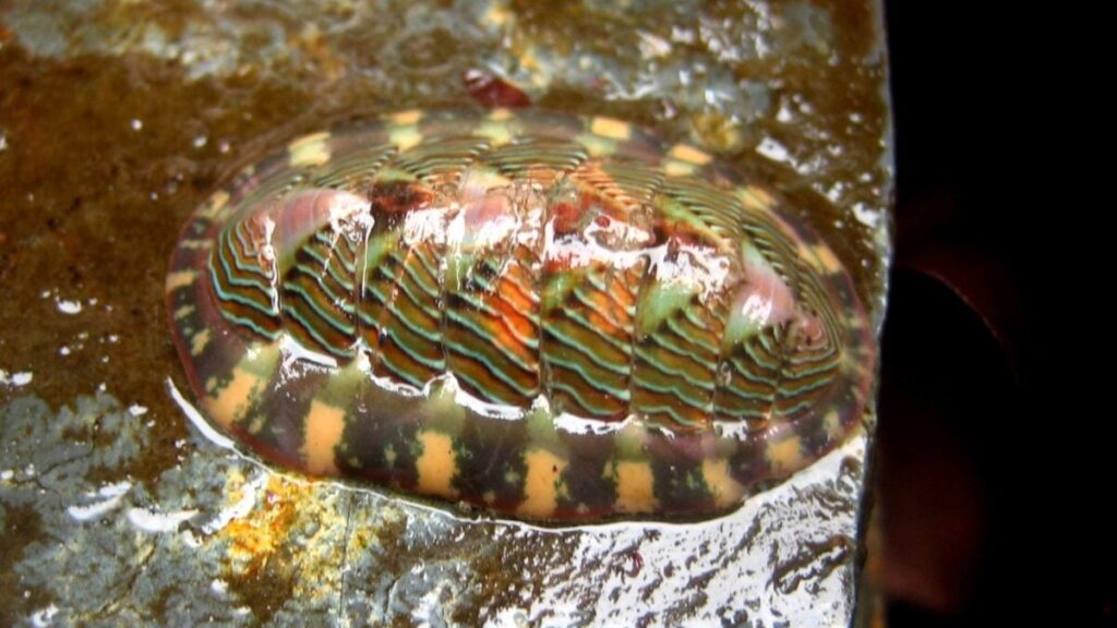 chiton-mollusk-steel-hard-teeth-e1755102921683-1200x675.jpg