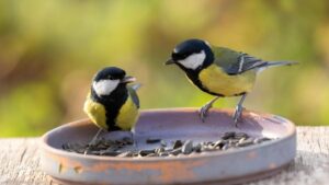 great-tit-couple-main-1200x675.jpg