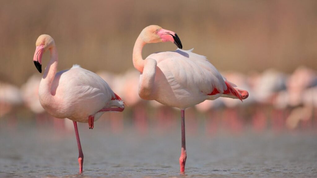 greater-flamingoes-1200x675.jpg
