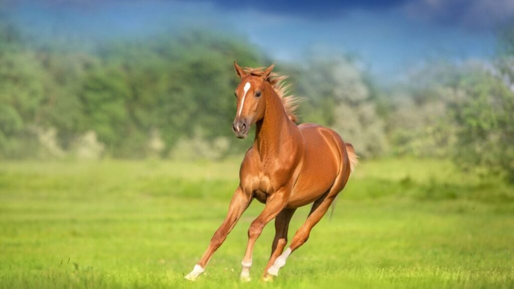 horse-running-1200x675.jpg
