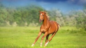 horse-running-1200x675.jpg
