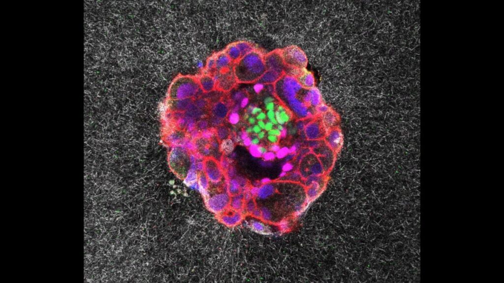 human-embryo-1200x675.jpg