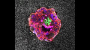human-embryo-1200x675.jpg