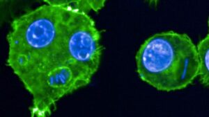 macrophages-bubonic-plague-2-1200x675.jpg