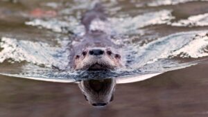 north-american-river-otter-1200x675.jpg