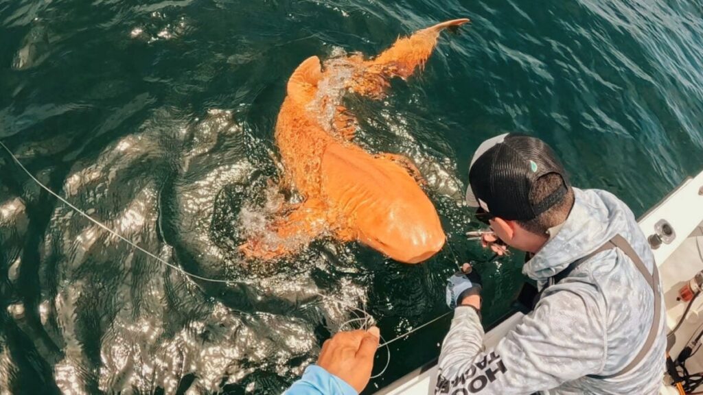 orange-shark-xanthism-main-1200x675.jpg