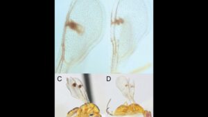 parasitic-wasps-1200x675.jpg