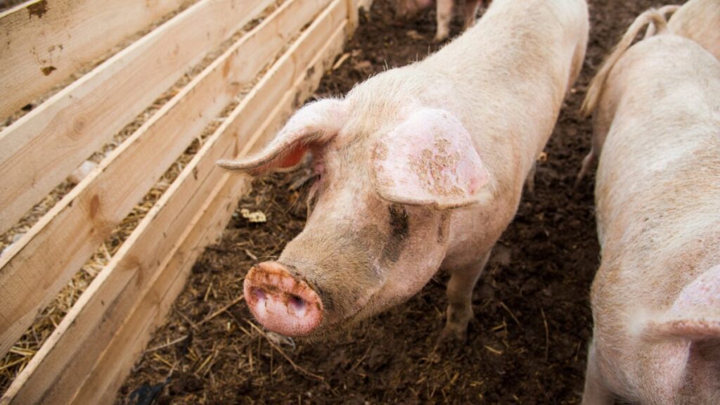 pigsfarm-1200x675.jpg