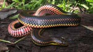 rainbow-snake-beauty-shot-1200x675.jpg