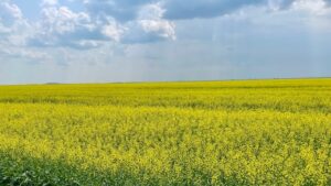 saskatchewan-canola.jpg