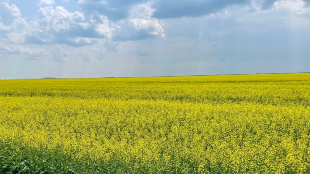 saskatchewan-canola.jpg