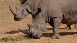 south-africa-radioactive-rhino-horns.jpg