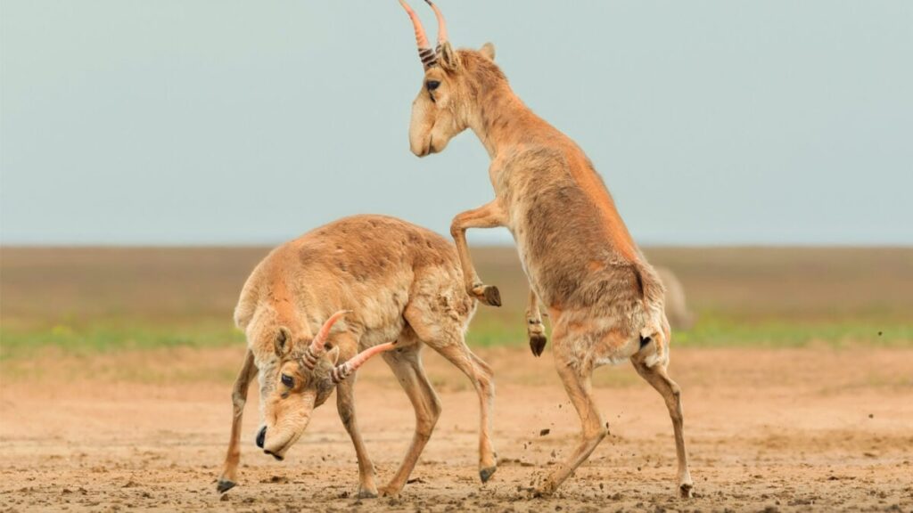 sparringsaigas-1200x675.jpg