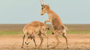 sparringsaigas-1200x675.jpg