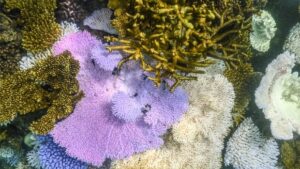 underwater-image-showing-bleached-dead-coral-around-australia-s-lizard-island.jpg