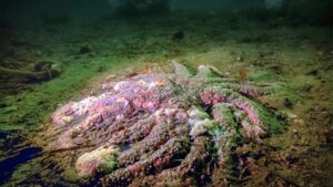 wastingseastar-1200x675.jpg