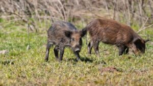 wild-pigs-california-county-park-1200x675.jpg