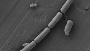 bacteria-microbe-concrete-1200x675.jpg