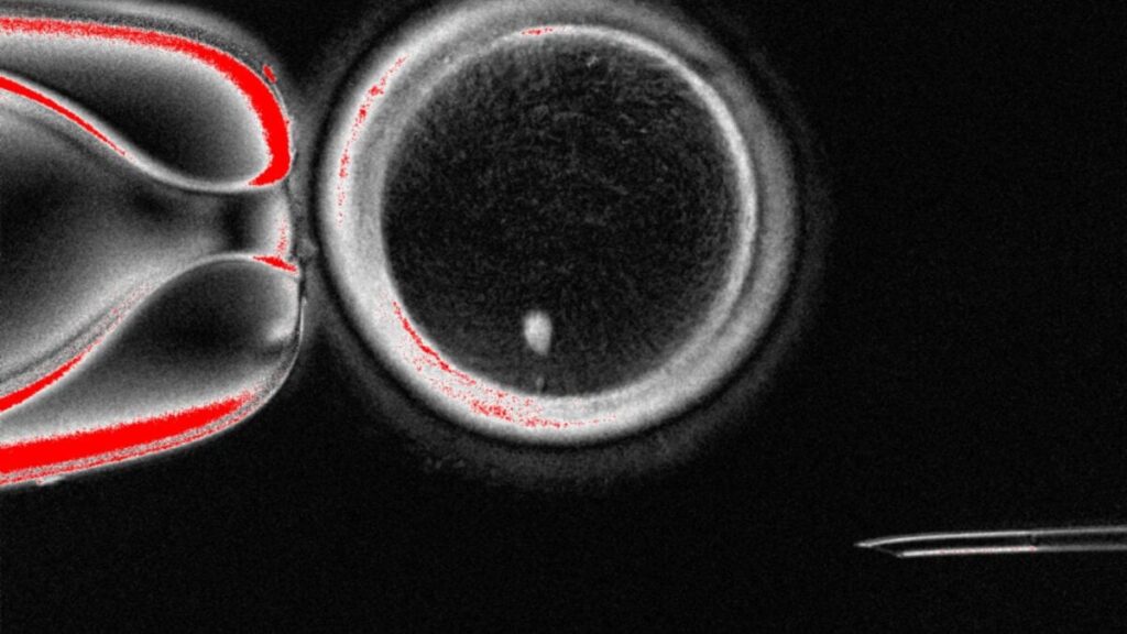 eggskincell-1200x675.jpg