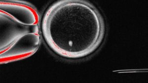 eggskincell-1200x675.jpg