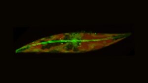 extremophile-diatom-arctic-ice-skate-and-glide-1200x675.jpg