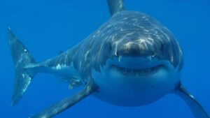 great-white-shark-1200x675.jpg