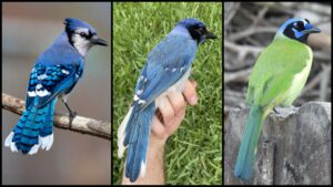 grue-jays-blue-green-jay-hybrid-2-1200x675.jpg