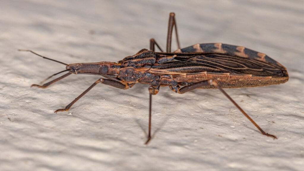 kissingbug-1200x675.jpg