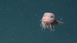 mbari-bumpy-snailfish-pink-and-round-1200x675.jpg