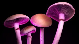 psychedelic-mushrooms-main-e1757967908186-1200x675.jpg