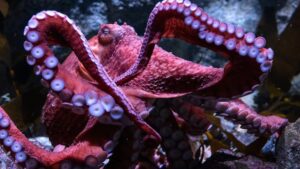 us-california-octopus.jpg