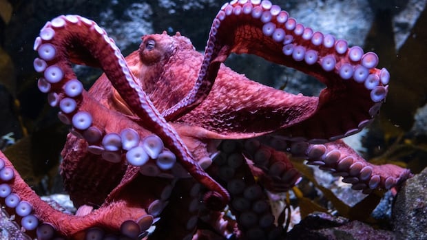 us-california-octopus.jpg