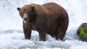 alaska-fat-bear-week.jpg