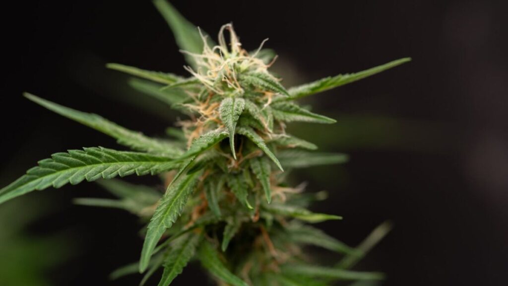 cannabisplant-1200x675.jpg