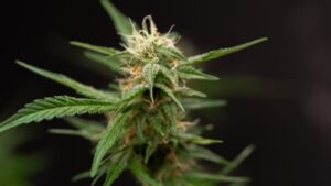 cannabisplant-1200x675.jpg