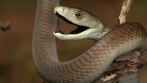 mamba-snake-1200x675.jpg