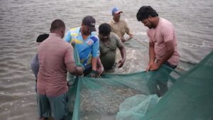 shrimp-farmers.jpg