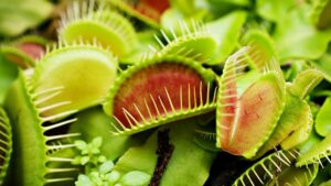 venus-flytrap-beauty-shot-e1759253433457-1200x675.jpg